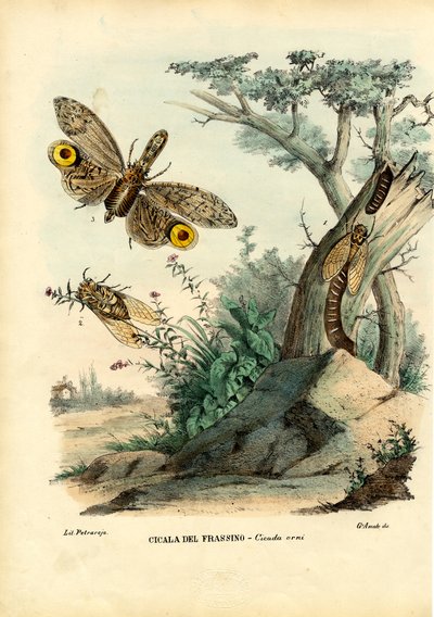 Pinda-Kop Insect, 1863-79 door Raimundo Petraroja